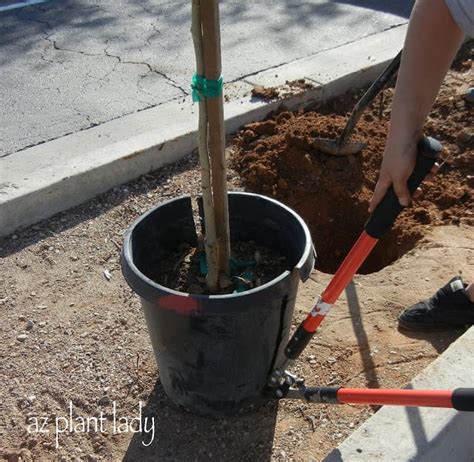 15-gallon tree Archives - Desert Gardening 101