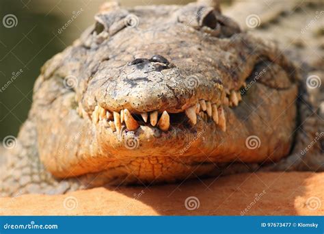 Nile Crocodile Crocodylus Niloticus in the Water Stock Image - Image of niloticus, danger: 97673477