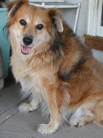 Sheltie Collie Mix