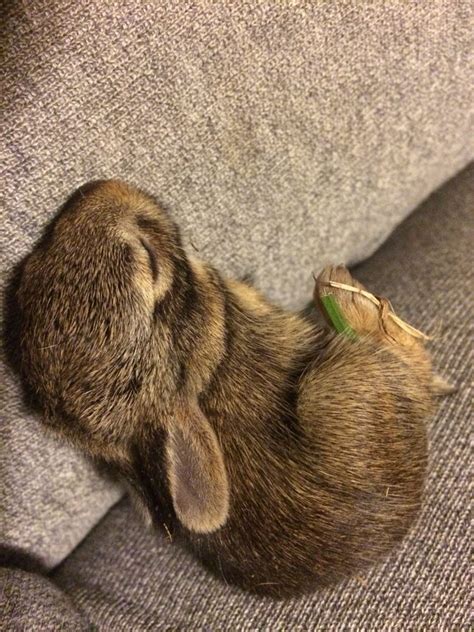 Sweet baby rabbit sleeping | Rabbit, Furry, Animals