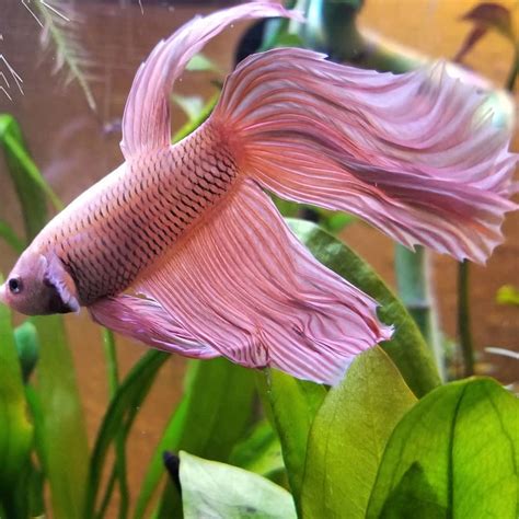 Betta Fish Colors & Patterns - The Aqua Advisor