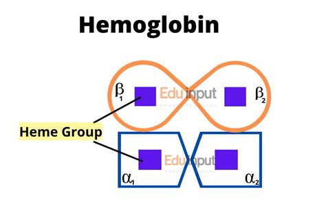 Types of Hemoglobin With Structure and Functions