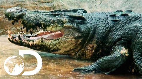 On The Hunt For A 29ft Man-Eating Crocodile | Man-Eating Super Croc ...