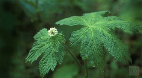 Goldenseal Herb (Wholesale) | Hydrastis Canadensis Root