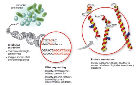 Metagenomics: Differences, Aerial Metagenomics, Microbial Significance ...