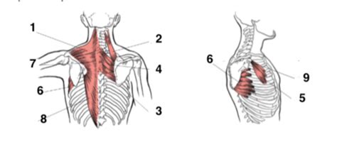 Exercise Programming anatomy review (ch 1) Flashcards | Quizlet