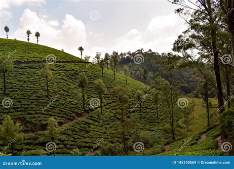 Beautiful tea garden India stock image. Image of nature - 145340569