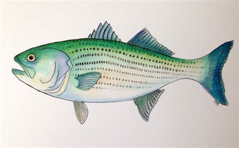 Striped Bass Watercolor Print