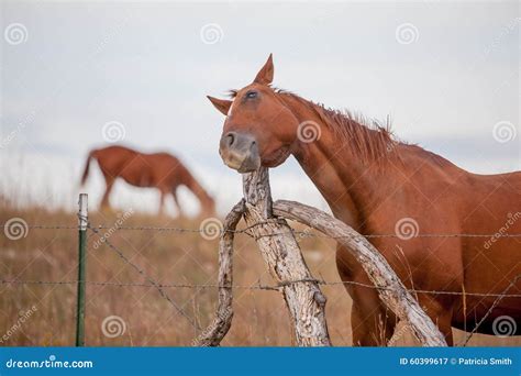 Horse scratches itch stock image. Image of fence, horses - 60399617