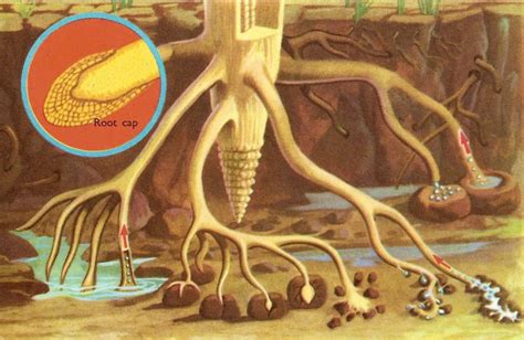 FORESTRY - LEARNING: BENEFITS AND FUNCTIONS OF PLANT ROOTS