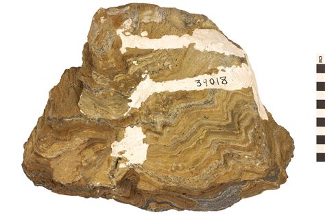 Metamorphic Rock Folded Gneiss | Q?rius