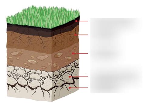 Soil horizons Diagram | Quizlet