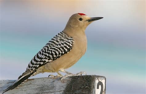 Bill Hubick Photography - Gila Woodpecker (Melanerpes uropygialis)