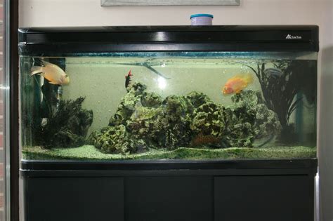 Fish Tank Fish For Sale