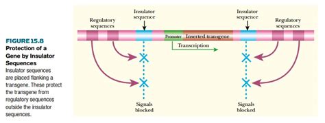 Combating Location Effects on Transgene Expression