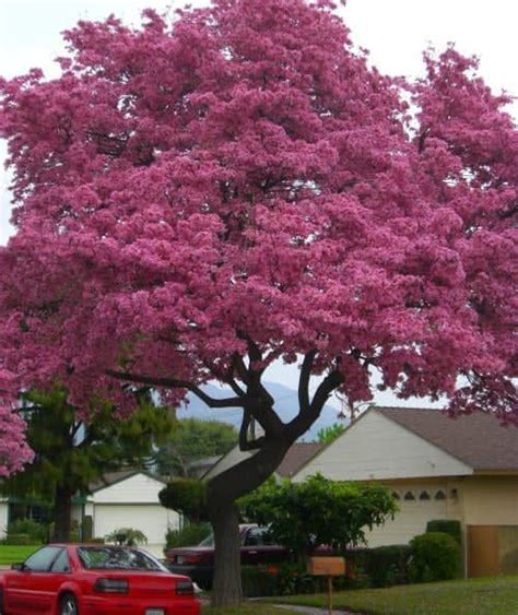 Pink Trumpet Trees - Garden View Landscape, Nursery and Pools