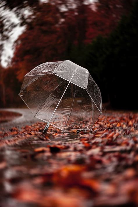 1920x1080px, 1080P free download | Umbrella, autumn, rain, foliage, HD phone wallpaper | Peakpx