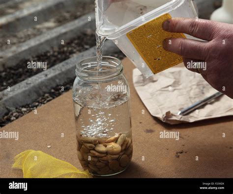 Seeds germinating hi-res stock photography and images - Alamy