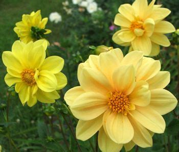 Yellow Dahlias. Dahlias come back and surprise us every year. | Summer garden, Garden journal ...