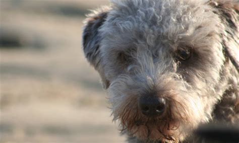 Bedlington Terrier Rescue - helping Bedlington Terriers and their crosses