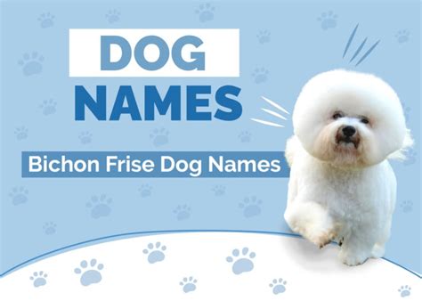 100+ Bichon Frise Names: Ideas for White & Fluffy Dogs | Hepper