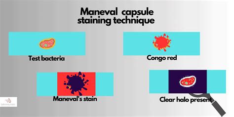 Maneval's stain purpose, procedure for Capsule staining