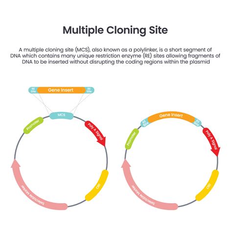 Plasmid Vector Multiple Cloning Sequence