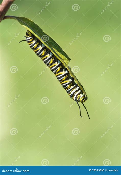 Monarch Butterfly Caterpillar on Milkweed Stock Photo - Image of insect, flower: 78593890