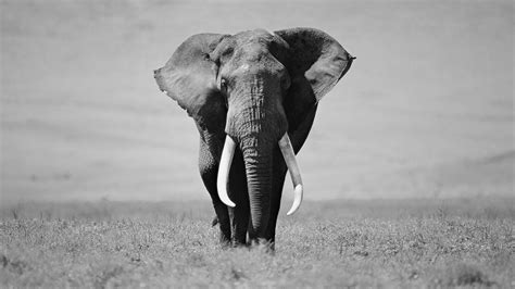 Elephant Wallpapers - Wallpaper Cave