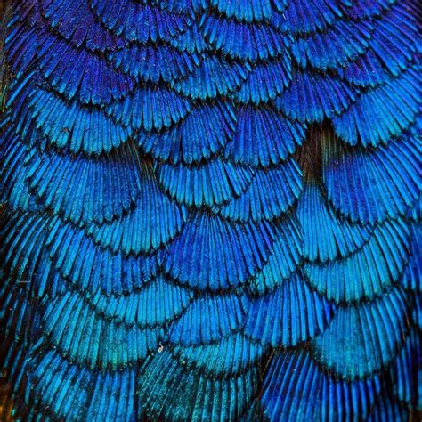 Sometimes you can't believe that these are actual Hummingbird feathers ...