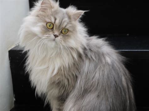 Chilerito - our persian cat | Our little persian cat likes t… | Flickr