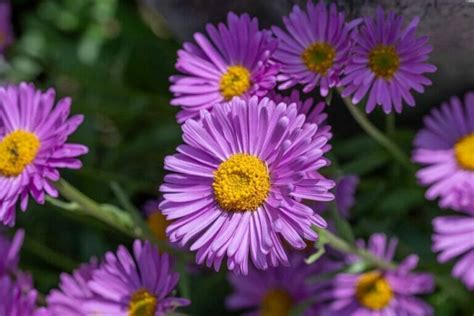 Ultimate Guide to China Aster Flower Meaning - Petal Republic