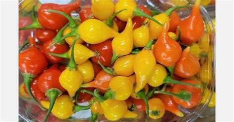 Drop peppers: A niche product appreciated for their look and taste