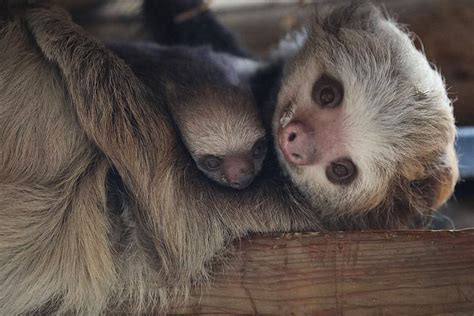 Female Hoffmann's two-toed sloths can carry their young for up to nine ...