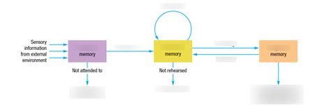 Diagram of Atkinson-Shiffrin's multi-store model of memory | Quizlet