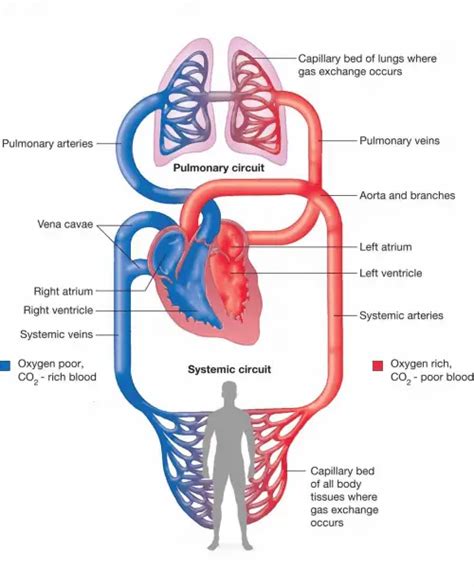 Pulmonary Hypertension Clinic - Huntsville Hospital’s Heart Center and Heart Institute