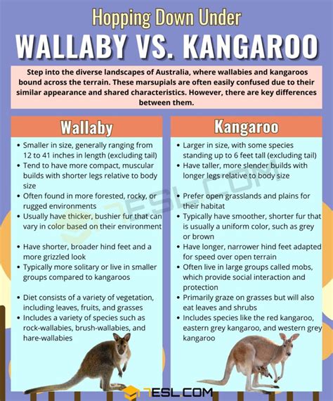 Wallaby vs. Kangaroo: The Difference between Wallaby and Kangaroo • 7ESL