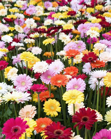 25 Different Types of Daisies to Plant In Your Garden This Spring | Types of daisies, Gerbera ...