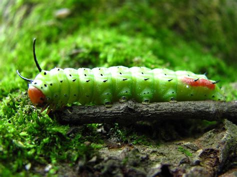 Rosy Maple Moth Caterpillar Photograph by Joshua Bales