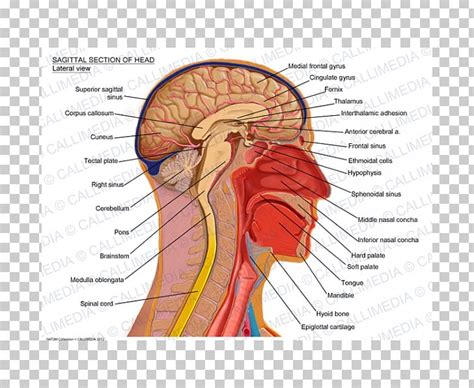 Sagittal Plane Human Head Anatomy Brain PNG, Clipart, Anatomy, Art ...