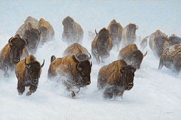 North American Bison Herd - Painting Art by John Banovich