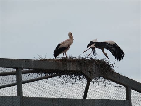 White storks nesting on top of vulture aviary - ZooChat