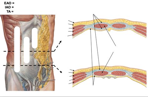 Arcuate Line Anatomy