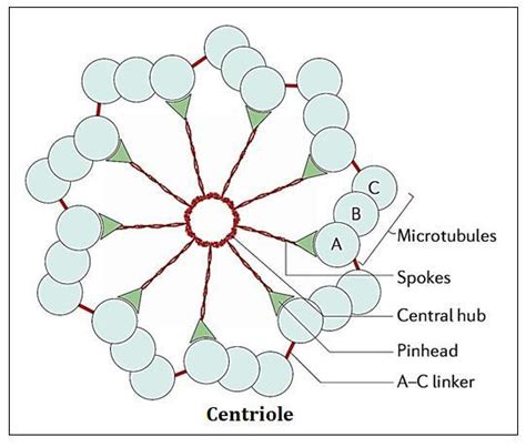 explain the structure of centriole( cart wheel structure). - Brainly.in