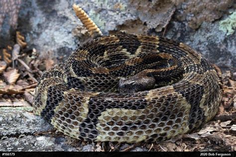 Timber Rattlesnake – PA HERP IDENTIFICATION