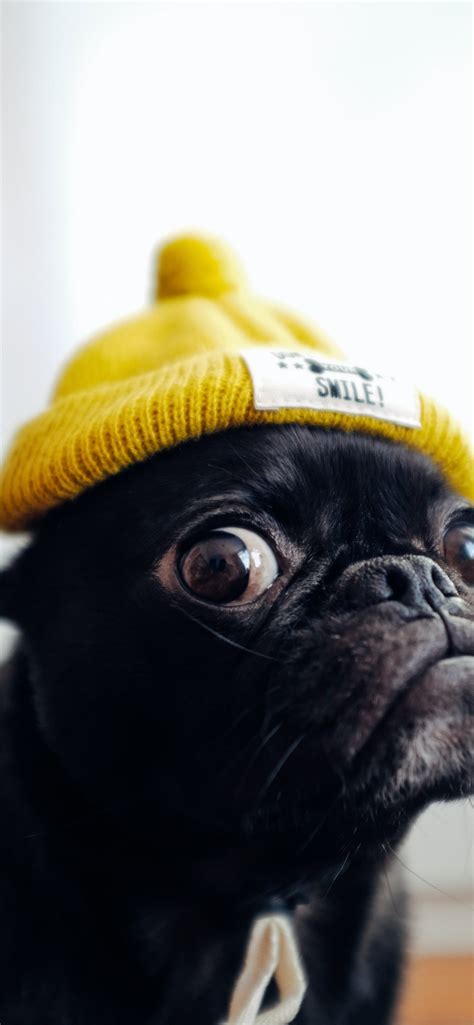 black pug puppy iPhone Wallpapers Free Download