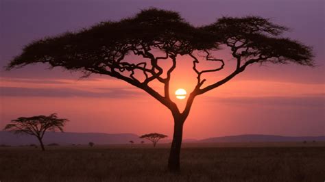 Safari Sunset, Maasai Mara, Kenya - backiee