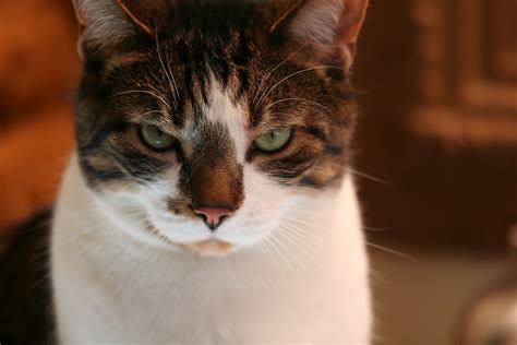 wearing a serious cat face | Charlie..... in a mood ;0) Day … | Flickr