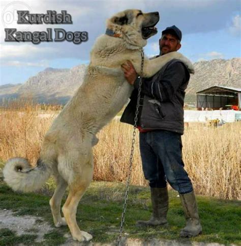 Kurdish Kangal Dogs - Kurdish Kangal Dogs