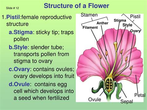 What Is The Function Of A Flower Stalk at Curtis Koehn blog